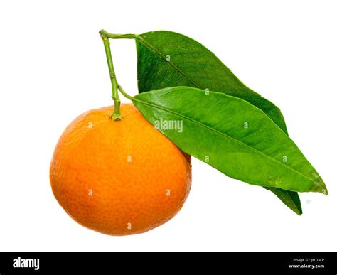 The Mandarin Orange Citrus Reticulata Also Known As The Mandarin Or