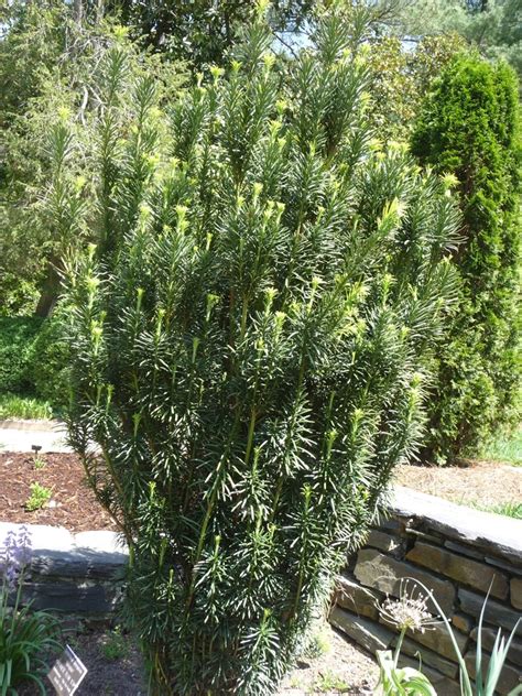 Taxus Baccata Fastigiata Irish Yew The Flower Spot