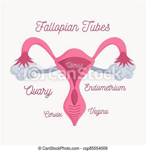 Female Human Reproductive System Anatomy Scheme Vector Illustration