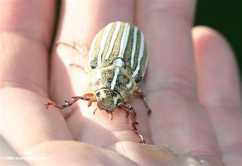 Yellow White And Brown Striped Beetle