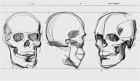Drawing Skulls To Observe Proportions Instead Of Features Sphere In