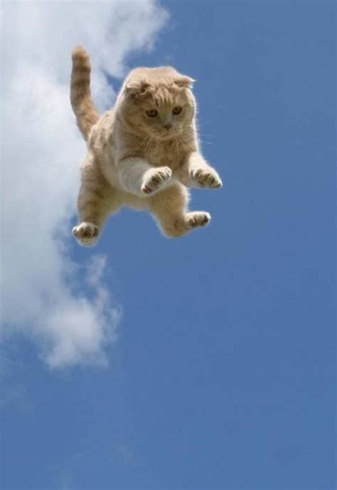 Flying Cat Cutest Animals On Earth Cute Cats Cute Animals