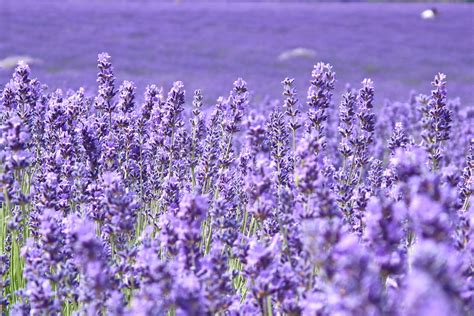 Download windows 10 pro oem 64 bit. HD Lavender Flower Backgrounds | PixelsTalk.Net