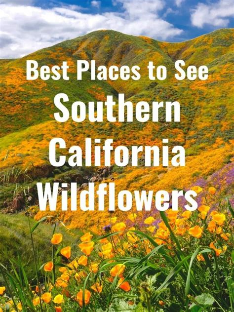 California Wildflowers Where To See The Superbloom San Diego Explorer