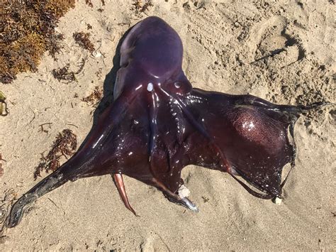 Blanket Octopus Found On Delray Beach Flickr