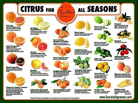 Citrus For All Seasons Poster Citrus Trees Dwarf Fruit