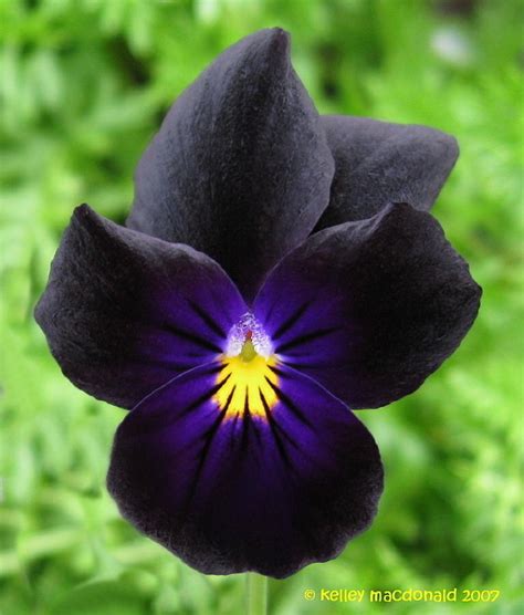 Plantfiles Pictures Viola Horned Violet Tufted Pansy Bowles Black