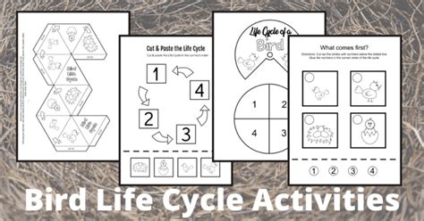 Printable Activities To Teach Life Cycle Of A Bird For Kids