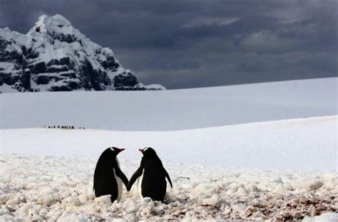 Animal Couples That Prove Love Exists In The Animal Kingdom Too Barnorama