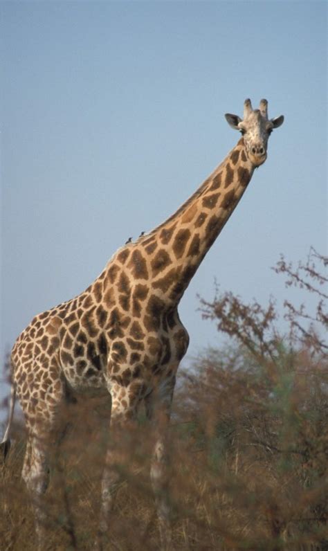kordofan giraffe