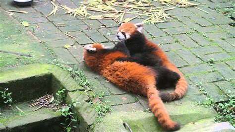 Red Panda Fight Chengdu Youtube