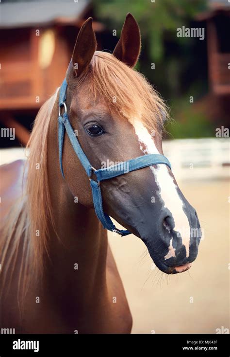 Portrait Of A Beautiful Young Chestnut Horse Stock Photo Alamy