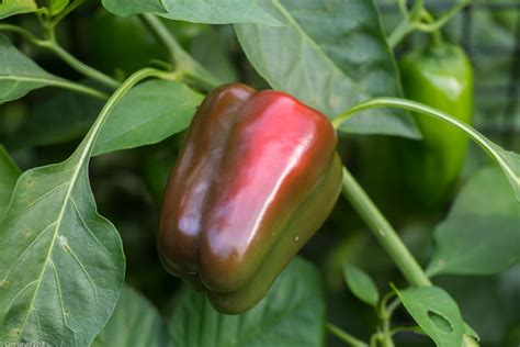 Why Do Peppers Turn Red Professional Gardening Tips Ct And Ny