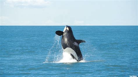 Petition · Dammed To Extinction Southern Resident Orcas Are Starving