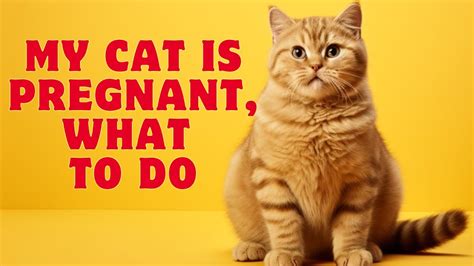 How To Recognize If Your Cat Is Pregnant Youtube