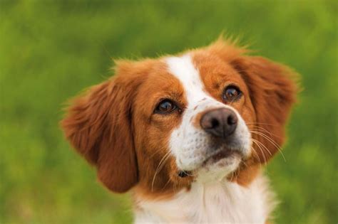 L'epagneul breton est résistant, ardent, pugnace, infatigable, il peut chasser sur tous les terrains. dog side stories: Epagneul Breton (Επανιέλ Μπρετόν)