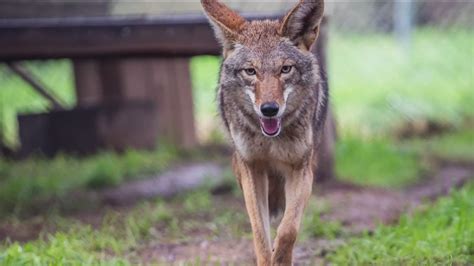 Coyote Sightings On The Rise Across San Diego County