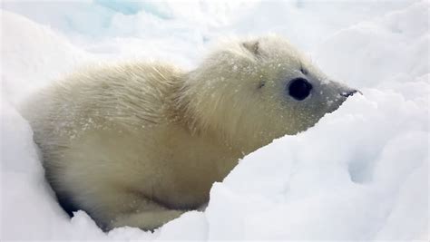 Arctic Fox Heterochromia Looks Camera During Stock Footage Video 100