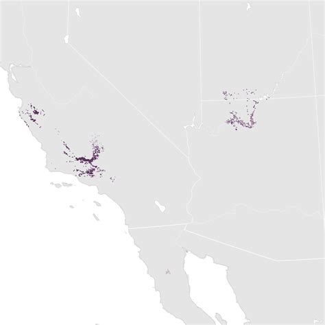 California Condor Abundance Map Ebird Status And Trends