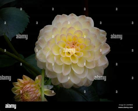 Dahlia The National Flower Of Mexico Stock Photo Alamy