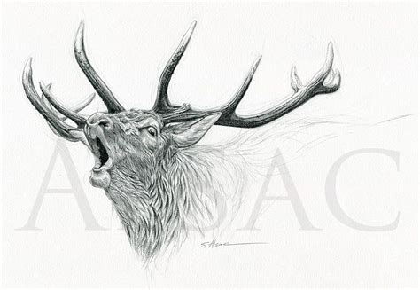 "Cerf au brame"  Stéphane Alsac  Cerf dessin, Cerf, Coloriage bateau