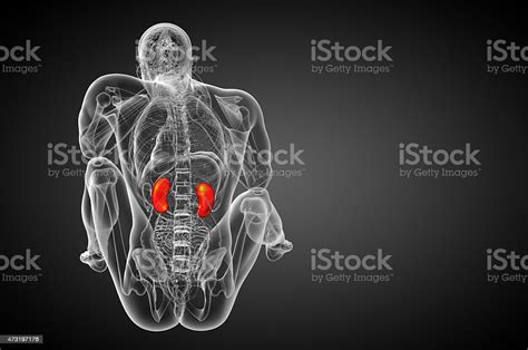 3d Render Medical Illustration Of The Human Kidney Stock Photo