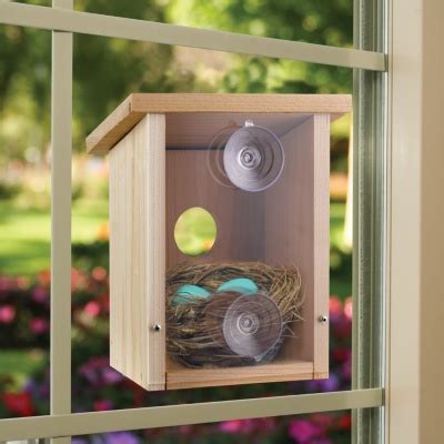 Suet and nuggets, mealworms, and even fruit may attract migratory visitors. Nest View Cedar Bird House with Mirrored Window Film