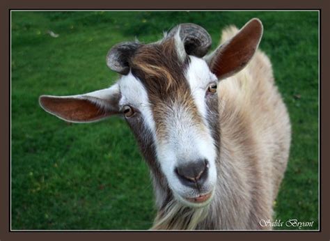 very friendly goat with a big personality at shannon flickr