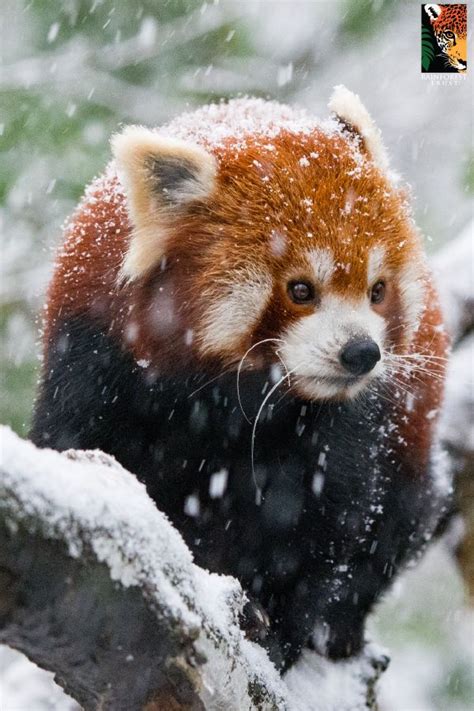 Red Pandas Have A Very Special Way To Handle Cold Weather When The