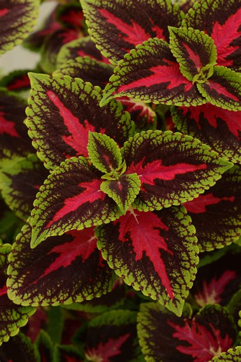 Coleus Color All Season National Garden Bureau Coleus Plant