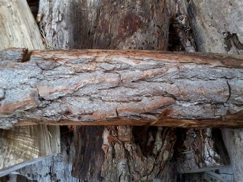 Best Types Of Hardwood Trees To Use For Firewood Oak Cherry