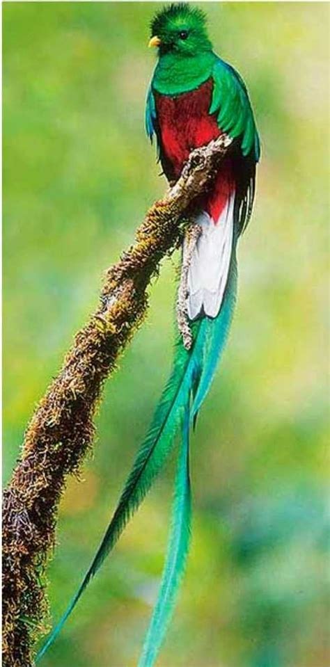 quetzal guatemalan national bird most beautiful birds pretty birds love birds small birds