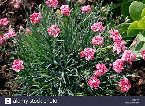 Hummingbirds, bees, and butterflies love this floriferous perennial, flocking to the flower spikes during its extended bloom period—midsummer through fall. Dianthus (deer resistant) | Flowers perennials, Dianthus ...