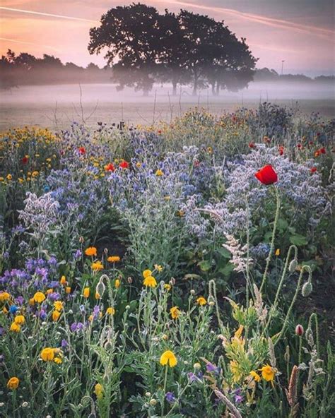 Glorious Britain On Instagram Wildflower Meadow In Iford Dorset Can