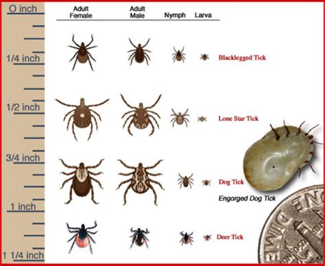 Fyi Know Your Ticks Tick Species That Transmit Lyme Disease Black