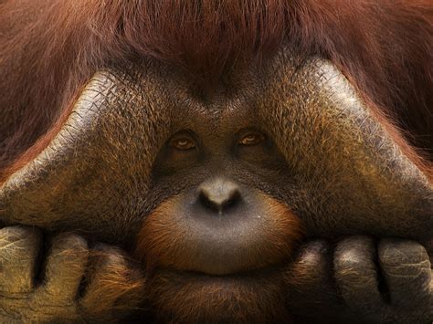 Baggrunde Dyr Dyreliv Næse Orangutang Orangutanger Fauna