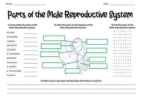 Parts Of The Male Reproductive System Teaching Resources