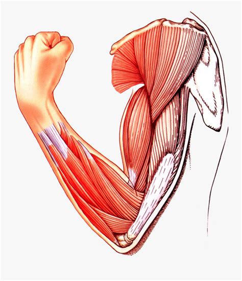 Muscle Arm Download Transparent Png Image Skeletal Muscle Clipart Png