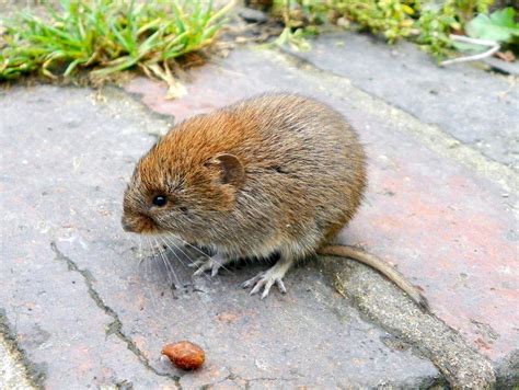 Rats Mice And Voles Vertebrate Ipm Tip Sheet Attra Sustainable