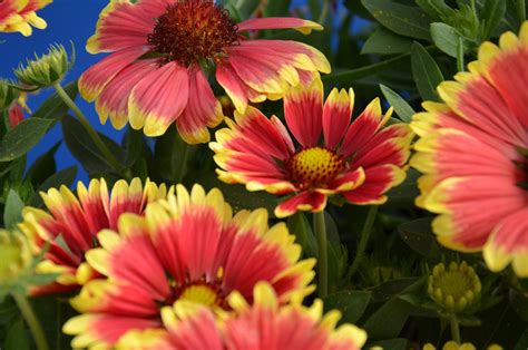 Blanket Flower, Sunset™ Snappy (Gaillardia) - TheTreeFarm.com