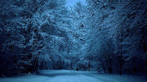 Download Night Dusk Blue Snow Forest Tree Bench Earth Photography