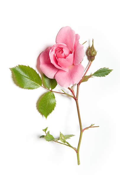 Royalty Free Single Rose Pictures Images And Stock Photos Istock