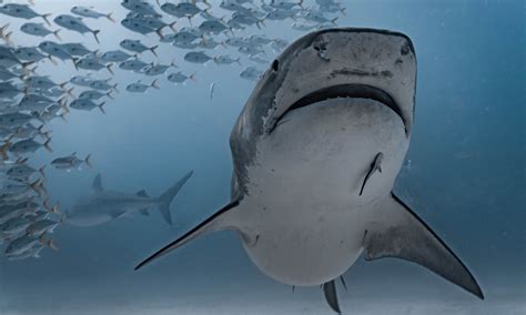 Reversing The Decline In Shark And Ray Populations Is Possible But