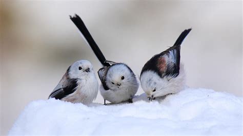 Cute Snow Birds Hd Desktop Wallpaper Widescreen High Definition