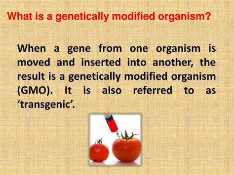 Releasing a transgenic organism into nature in the midst of our society's ever advancing biological technology, scientists have created a plant that is herbicide and pesticide resistant. PPT - Genetically modified food PowerPoint Presentation - ID:4937346