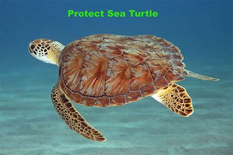 Save The Animals Why Hawksbill Sea Turtle Matter Facts Threats