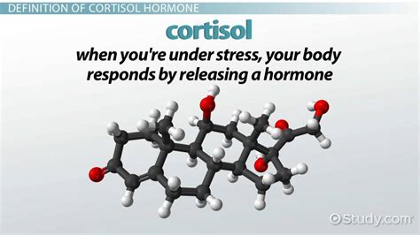 What Is Cortisol Hormone Definition Function And Levels Lesson