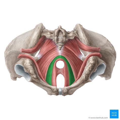 Muscles Of The Pelvic Floor Anatomy And Function Kenhub Images And