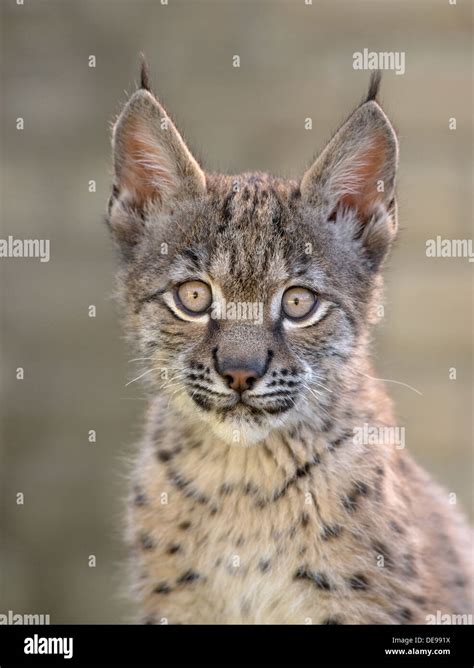 Eurasian Lynx Lynx Lynx Cub Hi Res Stock Photography And Images Alamy