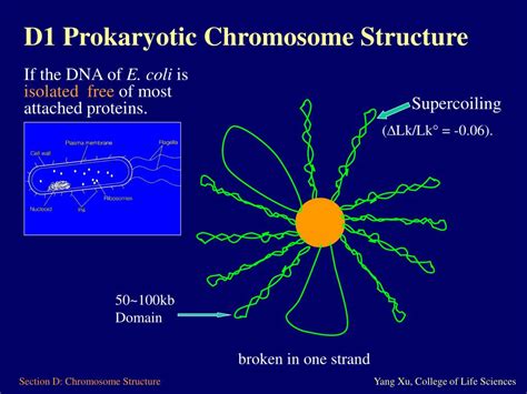 PPT Section D Prokaryotic And Eukaryotic Chromosome Structure